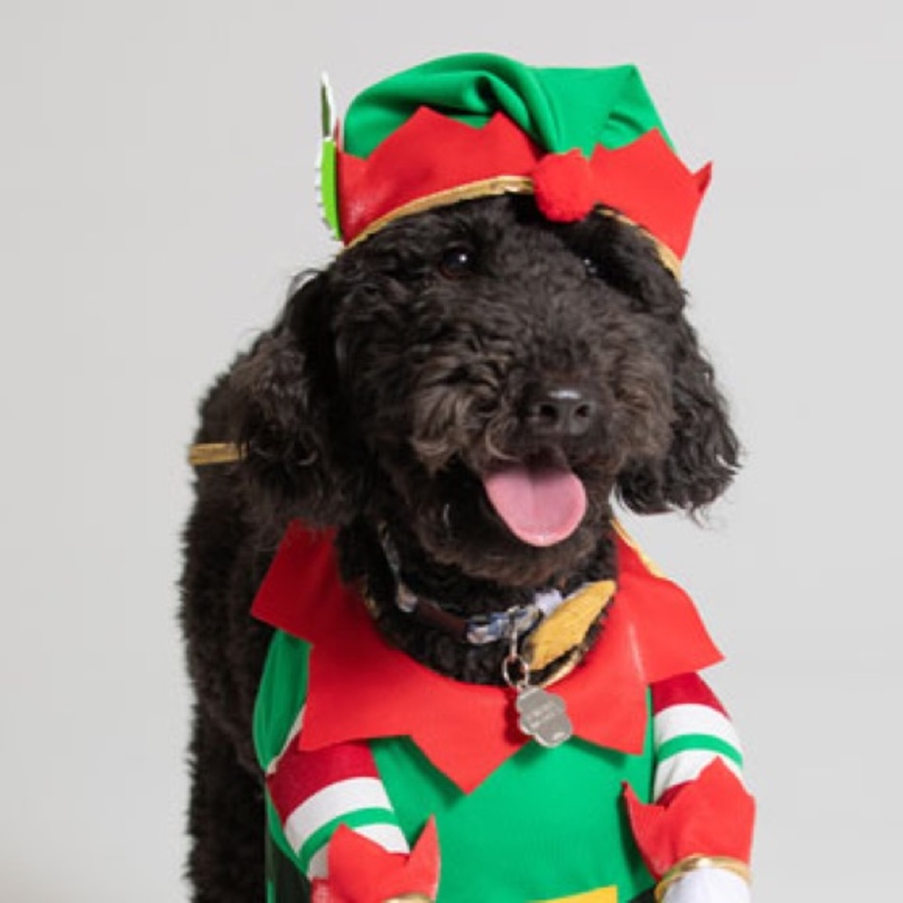 Cute Elf Costume For Dog ✨